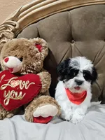 No name, a male Shihpoo for sale in Adelanto, CA – 9 of 10