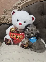 No name, a male Shihpoo for sale in Adelanto, CA – 7 of 10