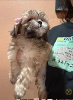 No name, a female Shihpoo and Shih Tzu for sale in Adelanto, CA – 4 of 10