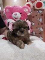 No name, a female Shih Tzu for sale in Adelanto, CA – 6 of 10