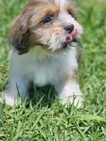 No name , a male Shih Tzu for sale in Adelanto, CA – 9 of 10