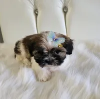 no name, a female Shih Tzu for sale in Adelanto, CA – 8 of 10