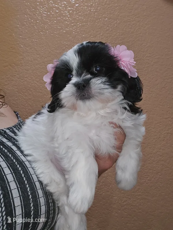 No name  – Shih Tzu puppy for sale in Adelanto, CA
