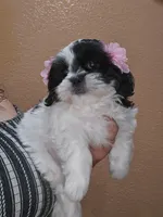 No name , a female Shih Tzu for sale in Adelanto, CA – 1 of 10