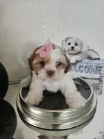No name, a female Shih Tzu for sale in Adelanto, CA – 10 of 10