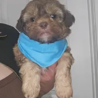 no name, a male Shih Tzu for sale in Adelanto, CA – Photo 4 of 10