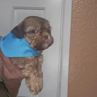 no name, a male Shih Tzu for sale in Adelanto, CA – Photo 2 of 10