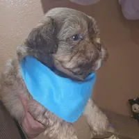 no name, a male Shih Tzu for sale in Adelanto, CA – Photo 6 of 10