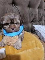 no name, a male Shih Tzu for sale in Adelanto, CA – Photo 8 of 10