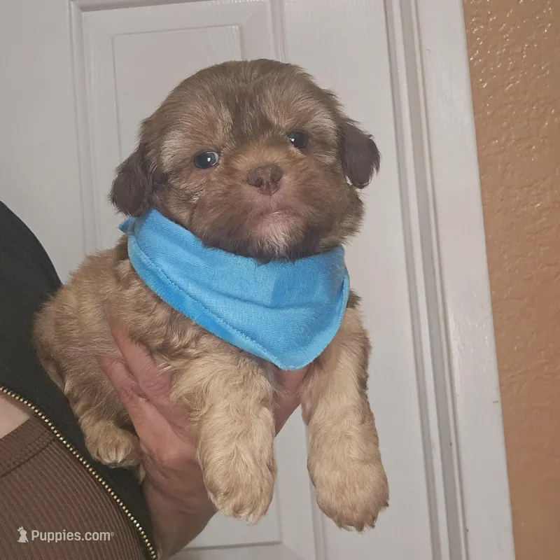 no name, a male Shih Tzu for sale in Adelanto, CA – Photo 1 of 10