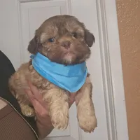 no name, a male Shih Tzu for sale in Adelanto, CA – Photo 1 of 10