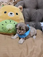 no name, a male Shih Tzu for sale in Adelanto, CA – Photo 7 of 10