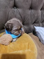 no name, a male Shih Tzu for sale in Adelanto, CA – Photo 9 of 10