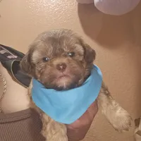 no name, a male Shih Tzu for sale in Adelanto, CA – Photo 3 of 10