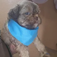 no name, a male Shih Tzu for sale in Adelanto, CA – Photo 5 of 10