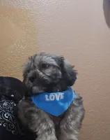 No name, a male Shihpoo for sale in Adelanto, CA – 9 of 10