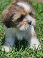 No name , a male Shih Tzu for sale in Adelanto, CA – 7 of 10