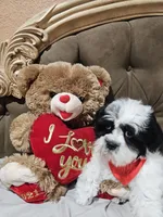 No name, a male Shihpoo for sale in Adelanto, CA – 4 of 10