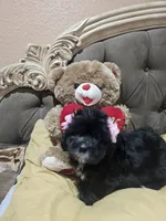 No name , a female Shih Tzu for sale in Adelanto, CA – 6 of 9