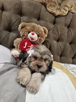 No name, a female Shihpoo for sale in Adelanto, CA – 10 of 10