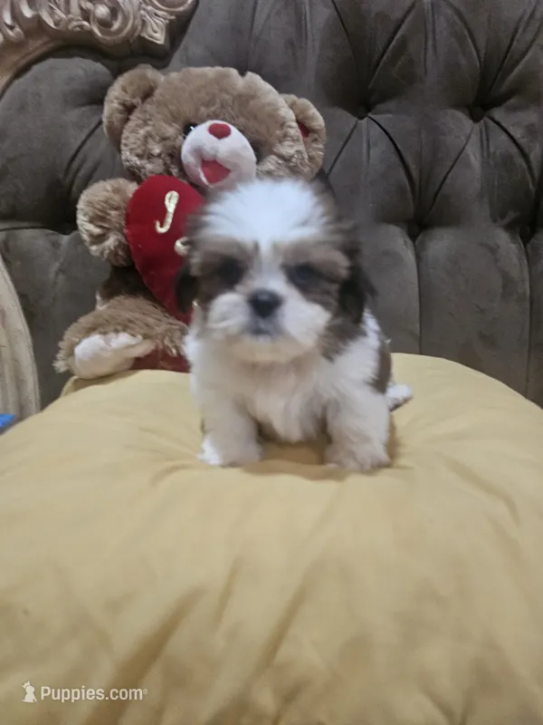 no name – Shih Tzu puppy for sale in Adelanto, CA