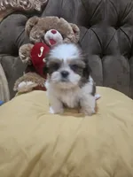 no name, a male Shih Tzu for sale in Adelanto, CA – 1 of 10