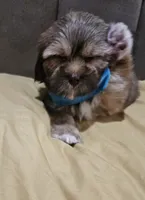 No name , a male Shihpoo and Shih Tzu for sale in Adelanto, CA – 7 of 10