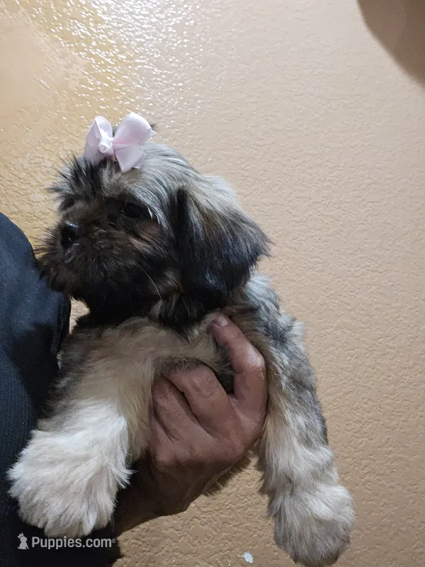 No name – Shihpoo, Poodle - Standard  puppy for sale in Adelanto, CA