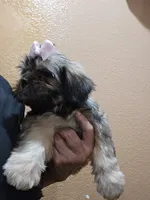 No name, a female Shihpoo and Poodle - Standard  for sale in Adelanto, CA – 1 of 10