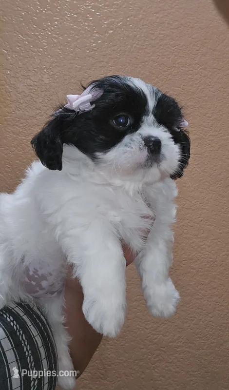 No name – Shih Tzu puppy for sale in Adelanto, CA