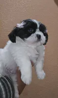 No name, a female Shih Tzu for sale in Adelanto, CA – 1 of 10