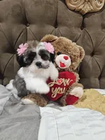 No name, a female Shihpoo for sale in Adelanto, CA – 7 of 10