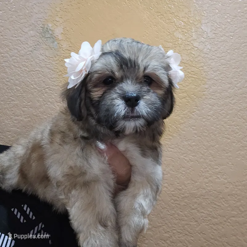 No name  – Shihpoo puppy for sale in Adelanto, CA
