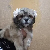 No name , a female Shihpoo for sale in Adelanto, CA – 1 of 10