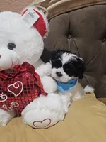 No name, a male Shih Tzu for sale in Adelanto, CA – 8 of 10