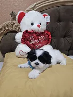 No name, a male Shih Tzu for sale in Adelanto, CA – 6 of 10