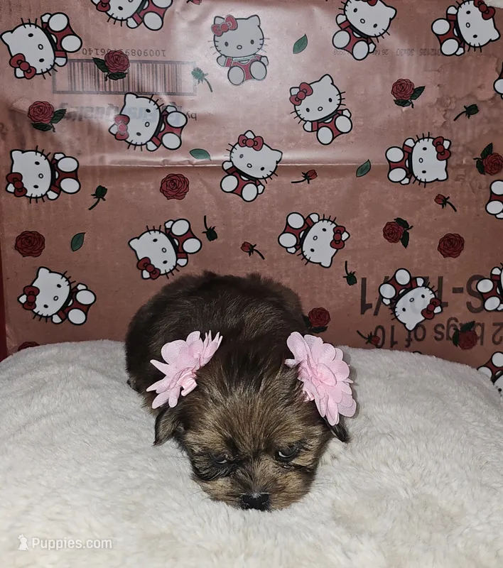 No name – Shih Tzu puppy for sale in Adelanto, CA