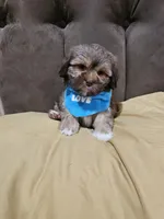 No name , a male Shihpoo and Shih Tzu for sale in Adelanto, CA – 8 of 10