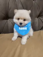 No name , a male Pomeranian for sale in Adelanto, CA – 5 of 10