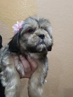 No name, a female Shihpoo for sale in Adelanto, CA – 3 of 10