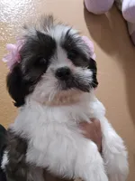 No name, a female Shihpoo for sale in Adelanto, CA – 2 of 10