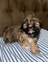 No name , a male Shihpoo and Shih Tzu for sale in Adelanto, CA – 10 of 10