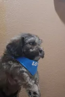 No name, a male Shihpoo for sale in Adelanto, CA – 2 of 10