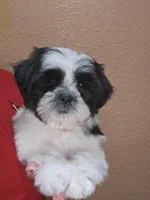Mimi, a female Shih Tzu for sale in Adelanto, CA – 4 of 10