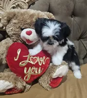 Mimi, a female Shih Tzu for sale in Adelanto, CA – 7 of 10