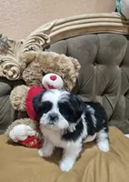 Mimi, a female Shih Tzu for sale in Adelanto, CA – 6 of 10