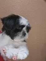 Mimi, a female Shih Tzu for sale in Adelanto, CA – 5 of 10