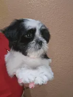 Mimi, a female Shih Tzu for sale in Adelanto, CA – 3 of 10