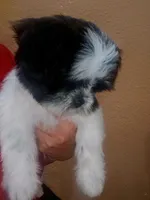 Mimi, a female Shih Tzu for sale in Adelanto, CA – 8 of 10