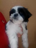 Mimi, a female Shih Tzu for sale in Adelanto, CA – 9 of 10